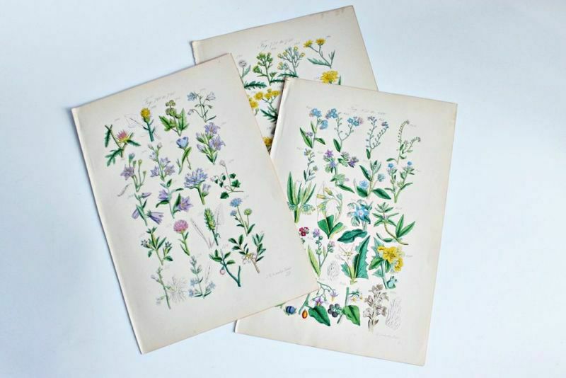 アンティークリトグラフ 花図鑑 ヴィクトリア時代 植物図鑑