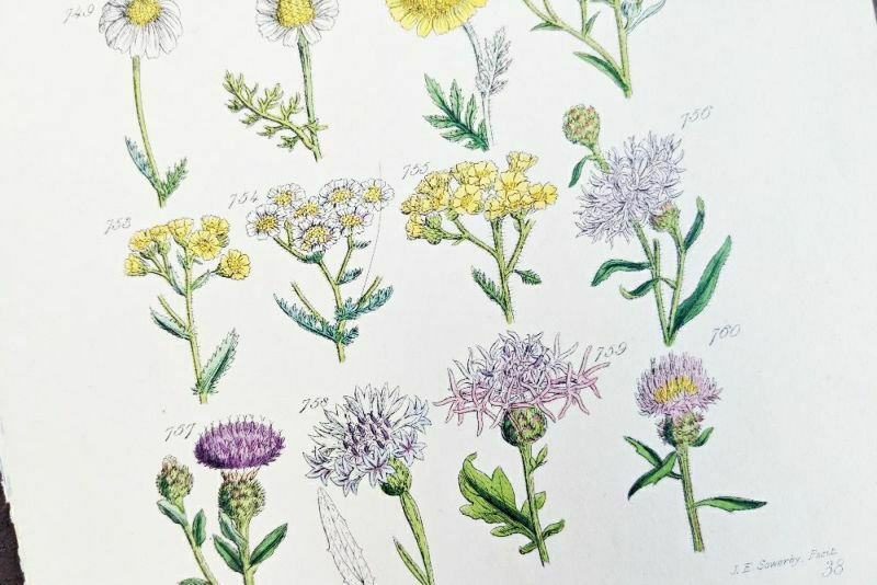 アンティークリトグラフ 花図鑑 ヴィクトリア時代 植物図鑑1