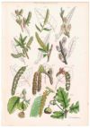 アンティークリトグラフ 花図鑑 ヴィクトリア時代 植物図鑑2