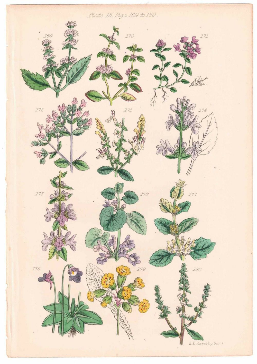 アンティークリトグラフ 花図鑑 ヴィクトリア時代 植物図鑑3