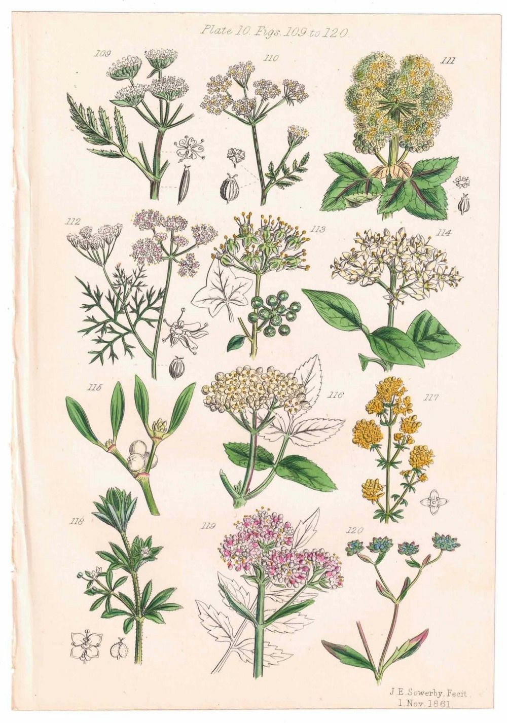 アンティークリトグラフ 花図鑑 ヴィクトリア時代 植物図鑑4