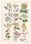 アンティークリトグラフ 花図鑑 ヴィクトリア時代 植物図鑑4
