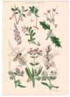 アンティークリトグラフ 花図鑑 ヴィクトリア時代 植物図鑑5