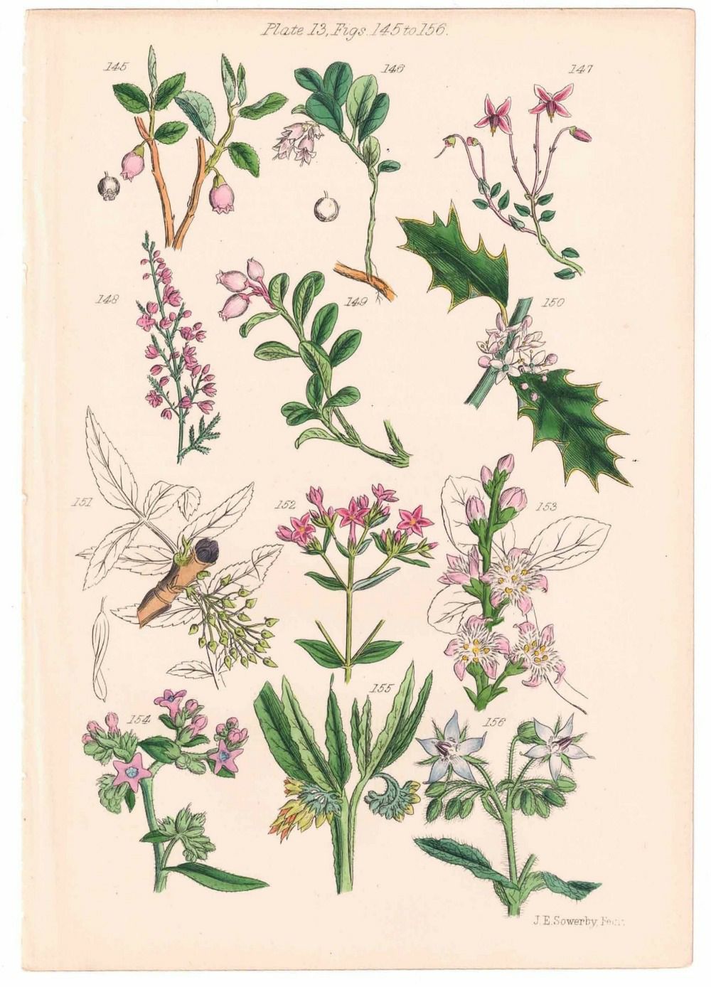 アンティークリトグラフ 花図鑑 ヴィクトリア時代 植物図鑑5