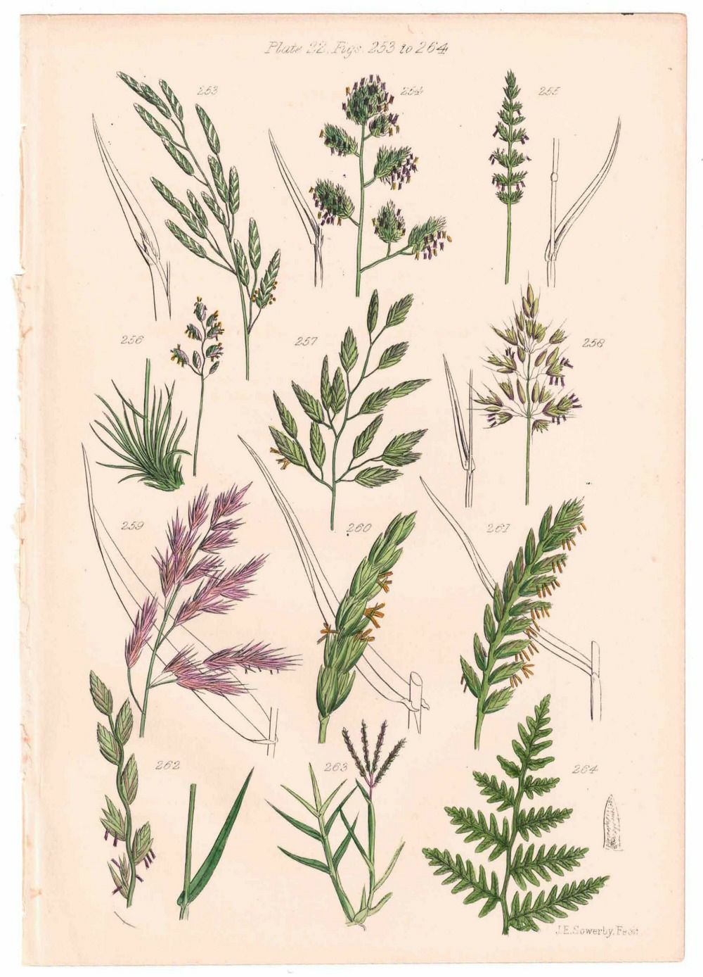 アンティークリトグラフ 花図鑑 ヴィクトリア時代 植物図鑑6