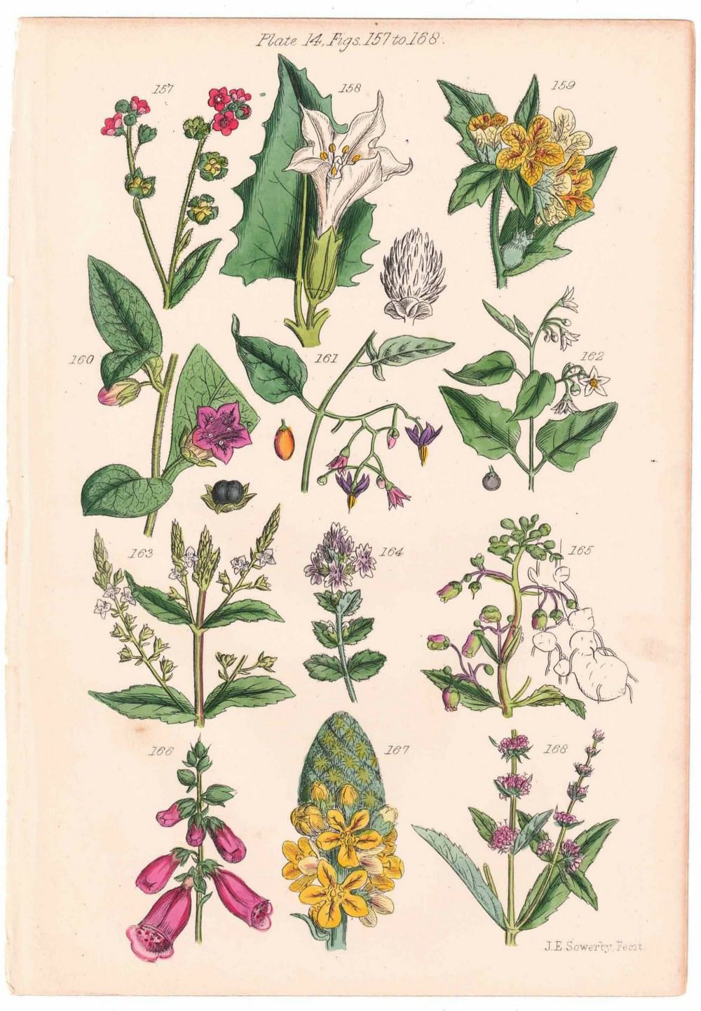 アンティークリトグラフ 花図鑑 ヴィクトリア時代 植物図鑑7