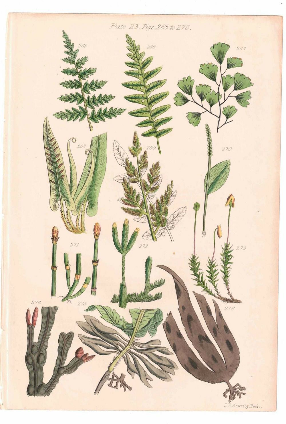 アンティークリトグラフ 花図鑑 ヴィクトリア時代 植物図鑑8