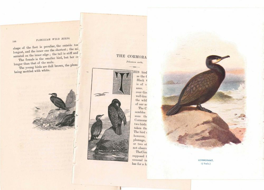 アンティーク鳥の挿絵1903' イギリス アーチボルド・ソーバーン プリント画1