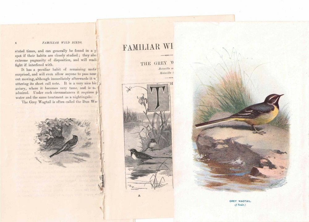 アンティーク鳥の挿絵1903' イギリス アーチボルド・ソーバーン プリント画2