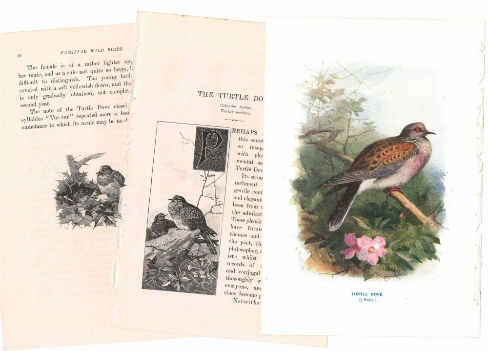 アンティーク鳥の挿絵1903' イギリス アーチボルド・ソーバーン プリント画3