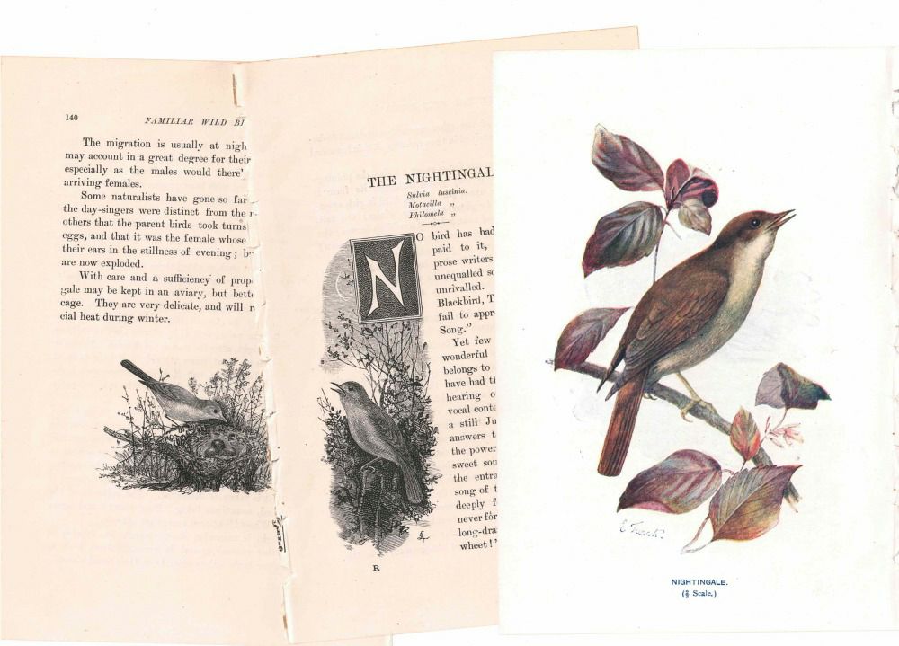 アンティーク鳥の挿絵1903' イギリス アーチボルド・ソーバーン プリント画4