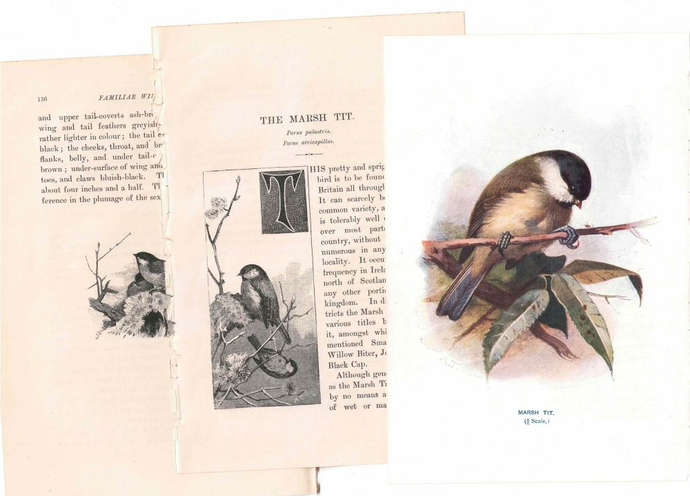 アンティーク鳥の挿絵1903' イギリス アーチボルド・ソーバーン プリント画5