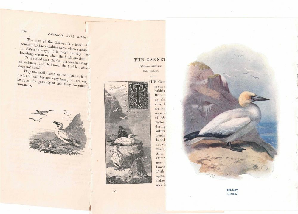 アンティーク鳥の挿絵1903' イギリス アーチボルド・ソーバーン プリント画6