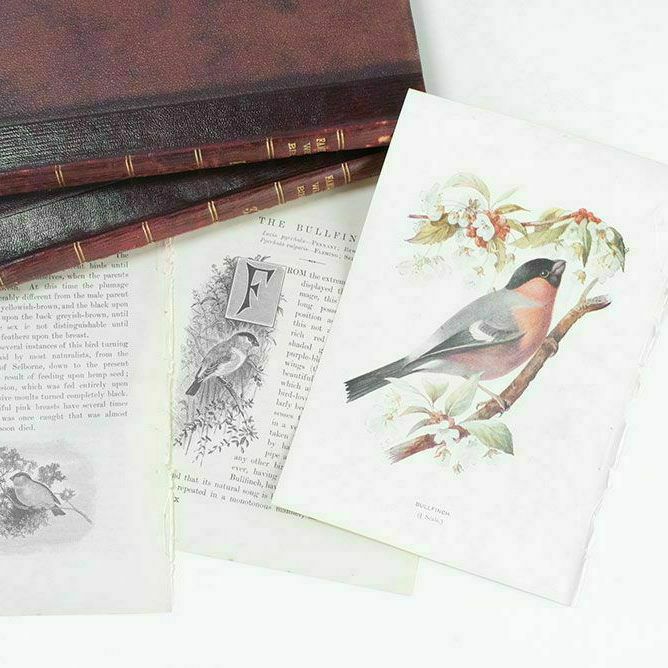 アンティーク鳥の挿絵1903' イギリス アーチボルド・ソーバーン プリント画7