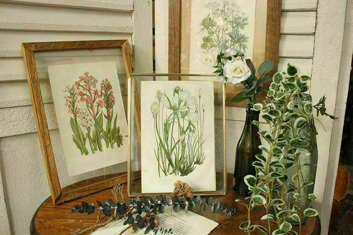 アンティークボタニカルリトグラフ 緑 100年以上前に描かれた色彩が美しい植物画1