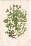 アンティークボタニカルリトグラフ 緑 100年以上前に描かれた色彩が美しい植物画4