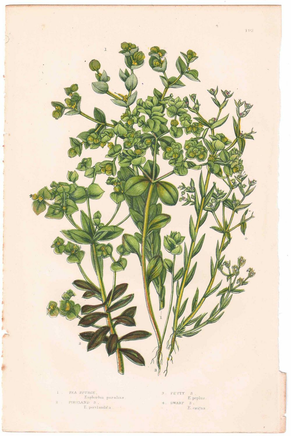 アンティークボタニカルリトグラフ 緑 100年以上前に描かれた色彩が美しい植物画4