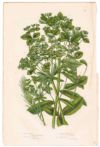 アンティークボタニカルリトグラフ 緑 100年以上前に描かれた色彩が美しい植物画5