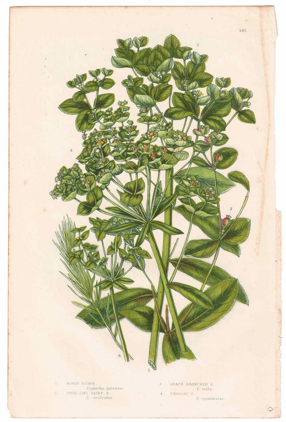 アンティークボタニカルリトグラフ 緑 100年以上前に描かれた色彩が美しい植物画5