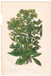 アンティークボタニカルリトグラフ 緑 100年以上前に描かれた色彩が美しい植物画6
