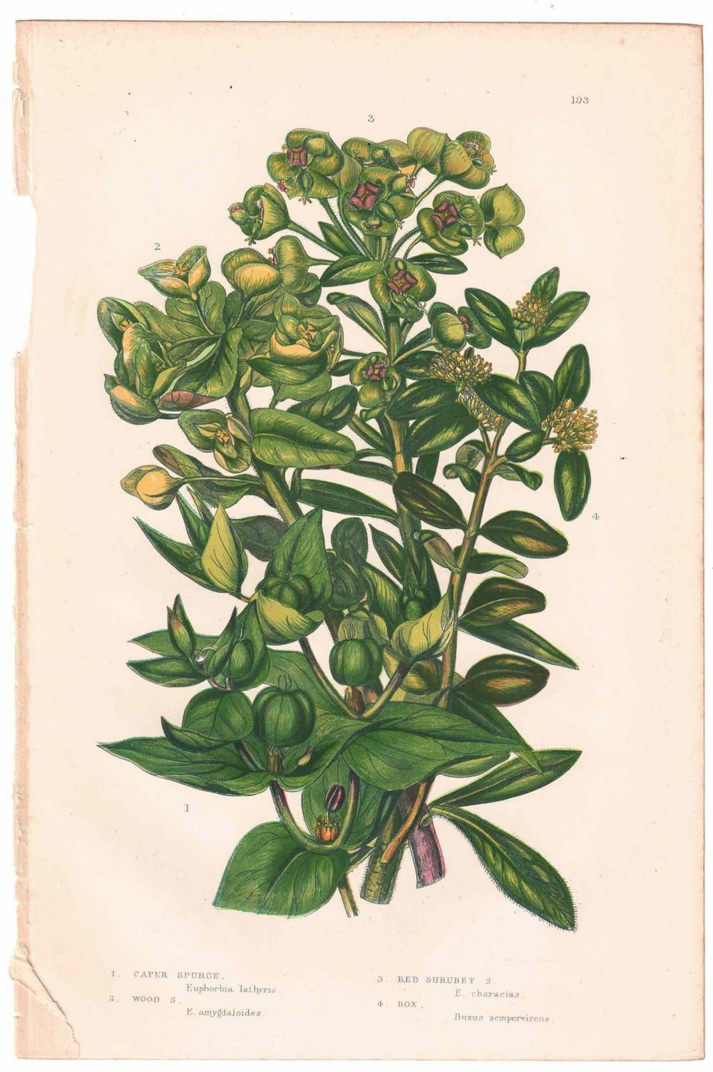 アンティークボタニカルリトグラフ 緑 100年以上前に描かれた色彩が美しい植物画6