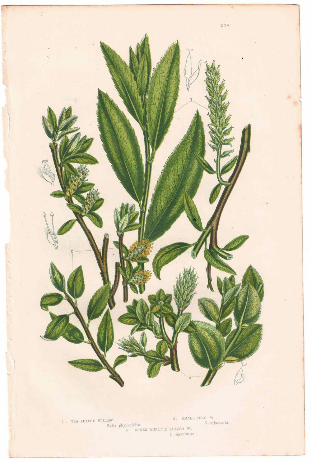 アンティークボタニカルリトグラフ 緑 100年以上前に描かれた色彩が美しい植物画7