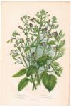 アンティークボタニカルリトグラフ 緑 100年以上前に描かれた色彩が美しい植物画8