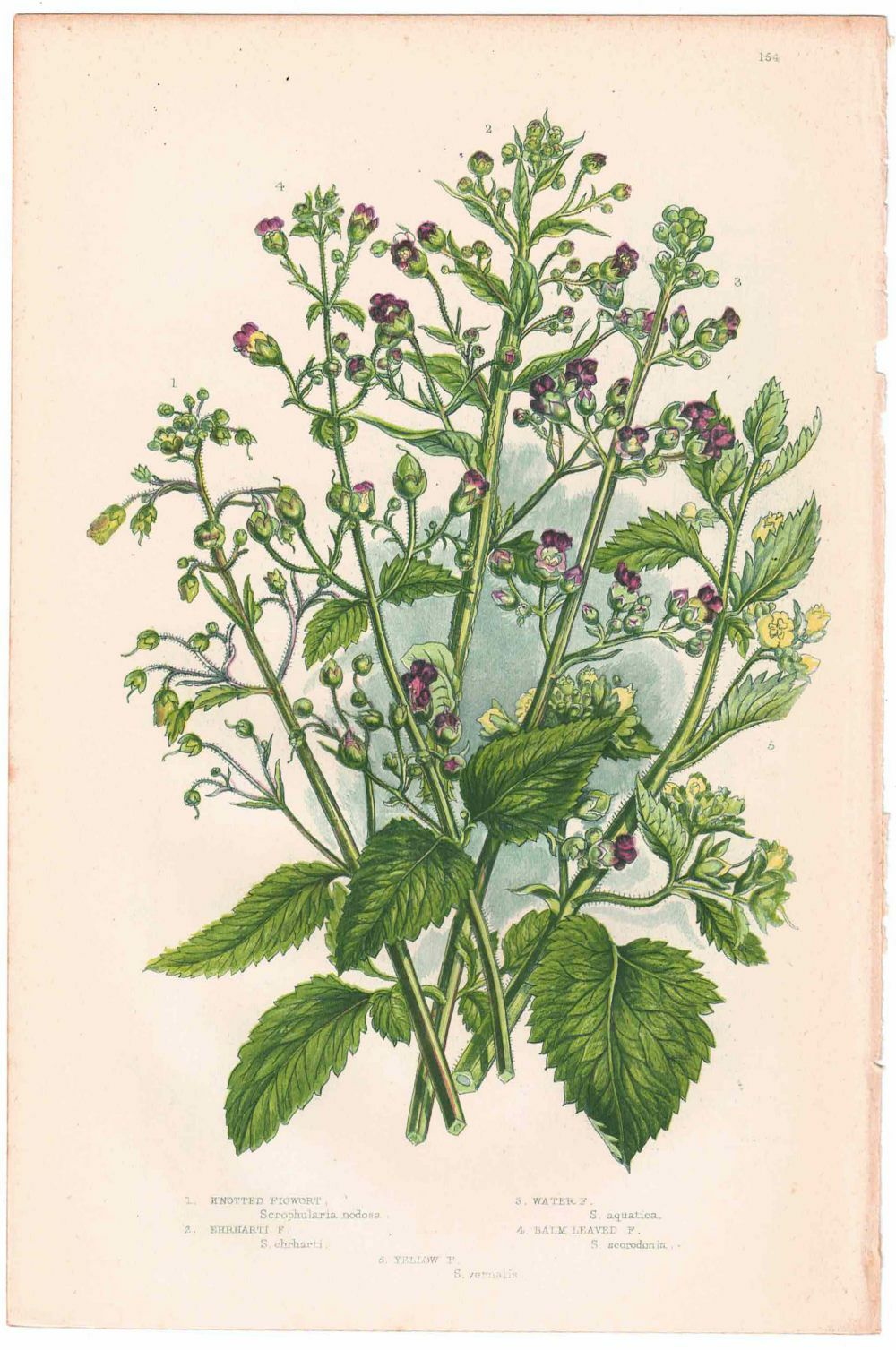 アンティークボタニカルリトグラフ 緑 100年以上前に描かれた色彩が美しい植物画8