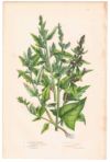 アンティークボタニカルリトグラフ 緑 100年以上前に描かれた色彩が美しい植物画9