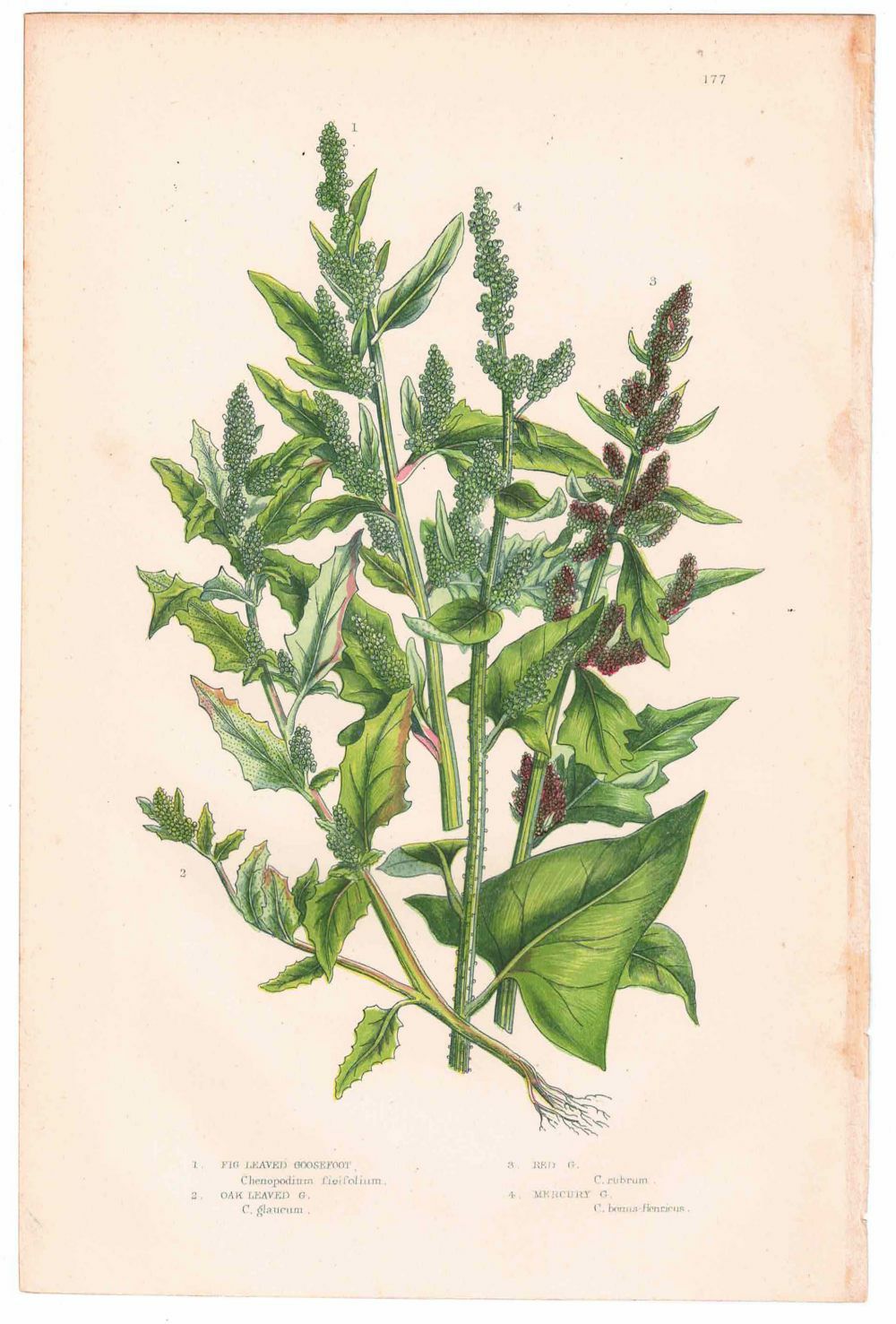 アンティークボタニカルリトグラフ 緑 100年以上前に描かれた色彩が美しい植物画9