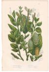 アンティークボタニカルリトグラフ 緑 100年以上前に描かれた色彩が美しい植物画10