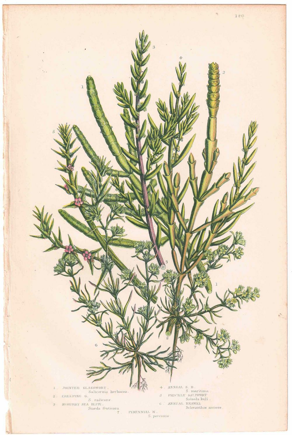 アンティークボタニカルリトグラフ 緑 100年以上前に描かれた色彩が美しい植物画11