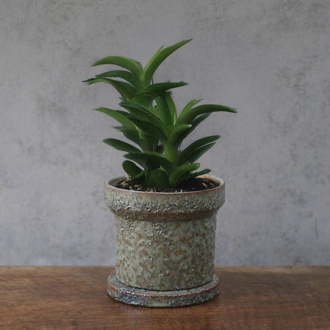 童話の鉢植えシリーズ 陶器のプランター&受け皿セット2