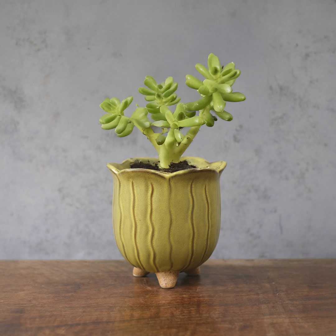 童話の鉢植えシリーズ 陶器のプランター&受け皿セット チューリップ 黄色