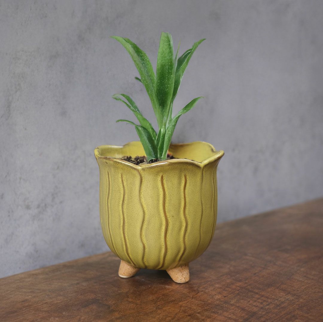 童話の鉢植えシリーズ 陶器のプランター&受け皿セット チューリップ 黄色3