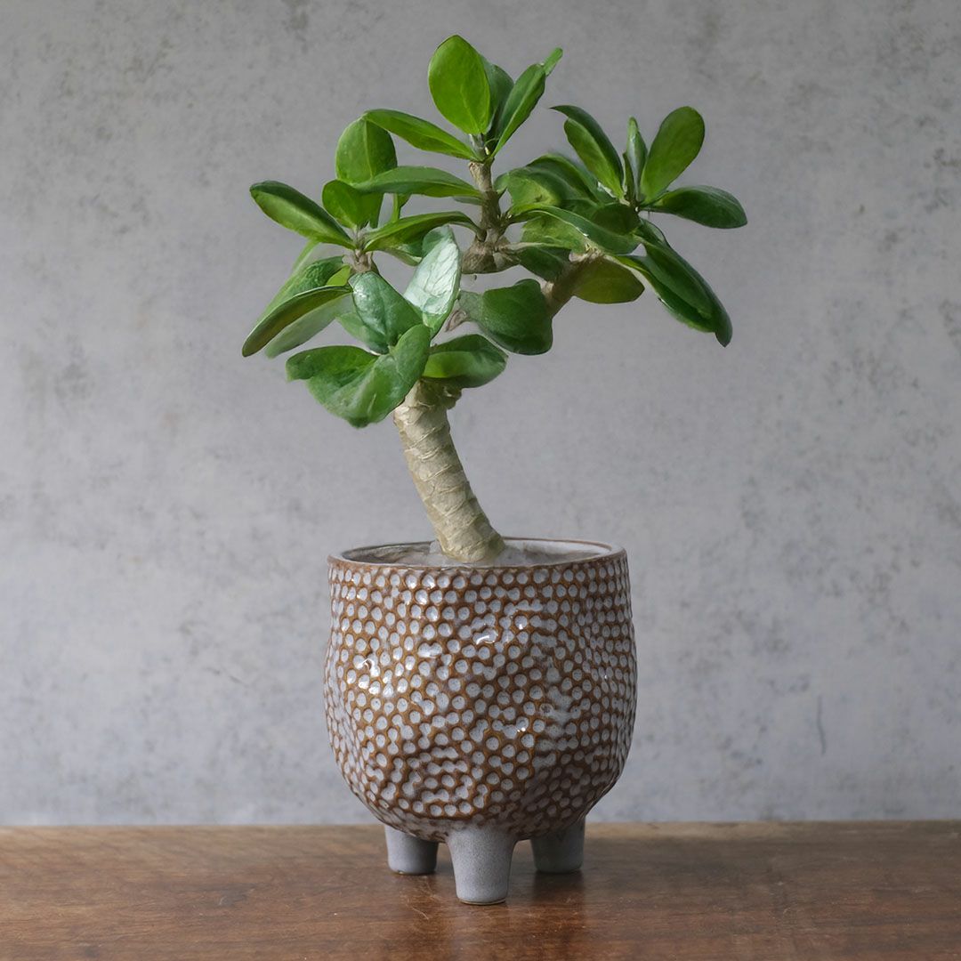 童話の鉢植えシリーズ 陶器のプランター&受け皿セット 3本足 グレー