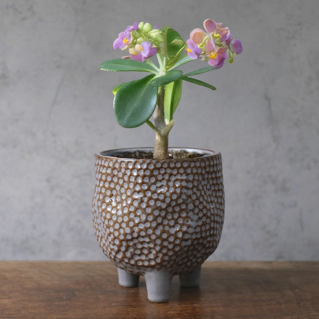 童話の鉢植えシリーズ 陶器のプランター&受け皿セット 3本足 グレー1