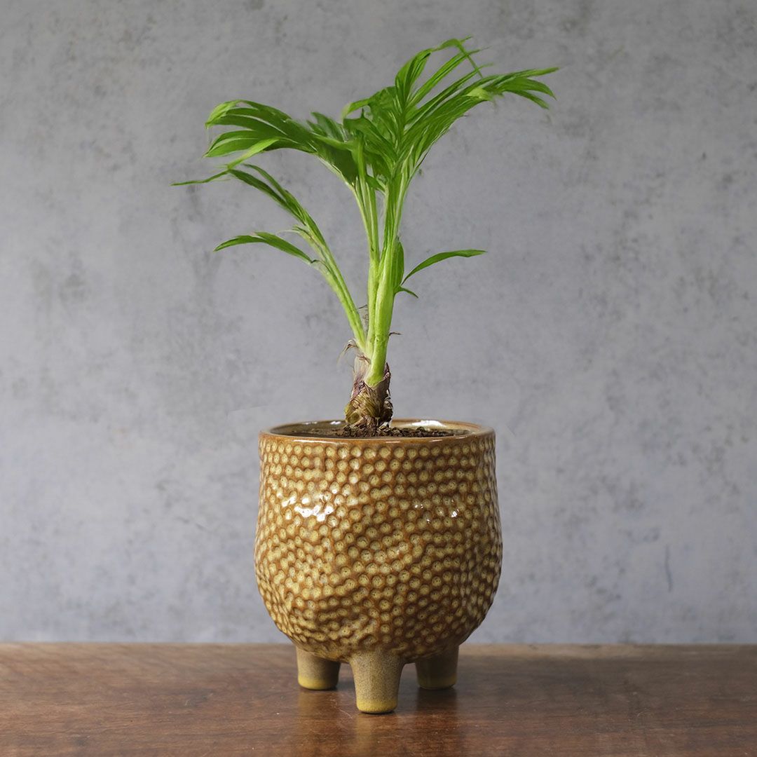 童話の鉢植えシリーズ 陶器のプランター&受け皿セット 3本足 ブラウン