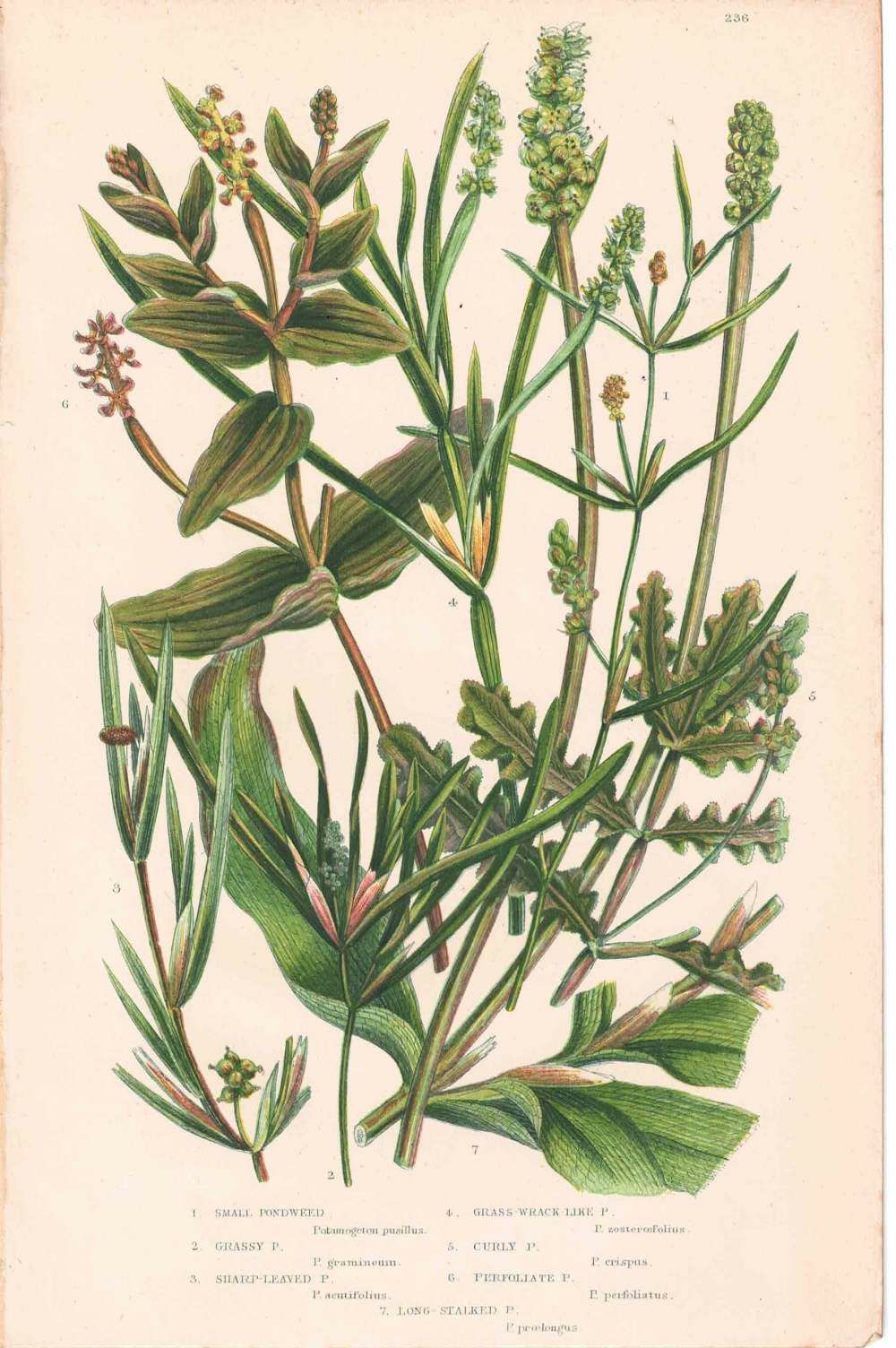 アンティークボタニカルリトグラフ 秋とシダ植物 100年以上前に描かれた色彩が美しい植物画3