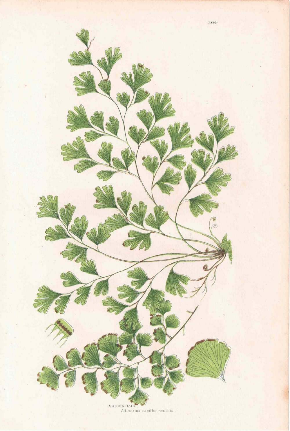 アンティークボタニカルリトグラフ 秋とシダ植物 100年以上前に描かれた色彩が美しい植物画4