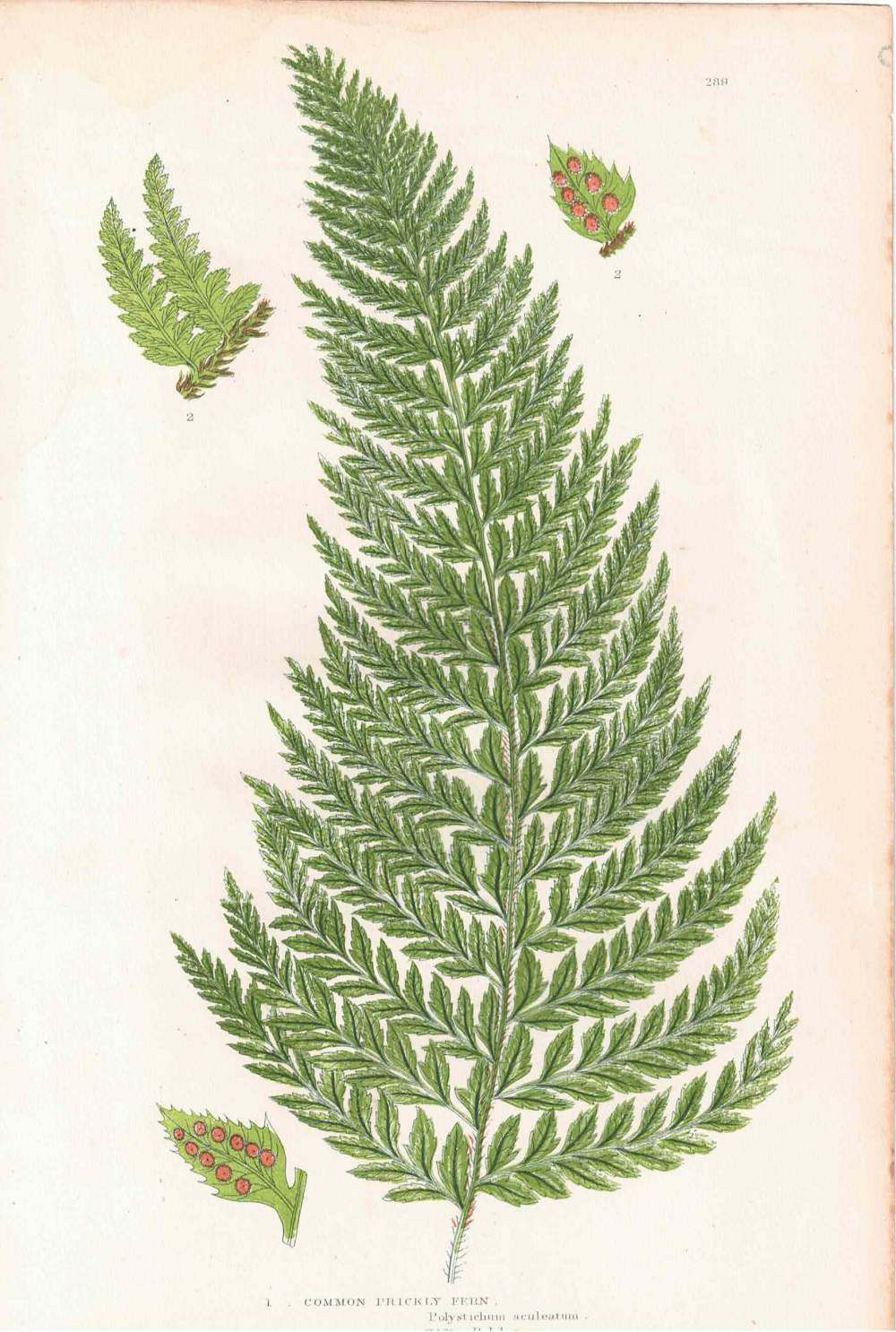 アンティークボタニカルリトグラフ 秋とシダ植物 100年以上前に描かれた色彩が美しい植物画5