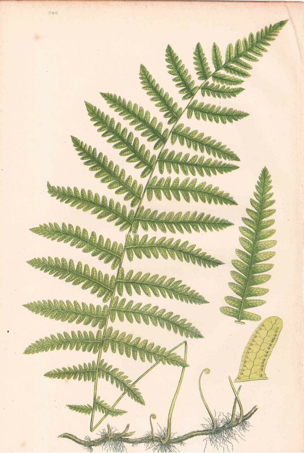 アンティークボタニカルリトグラフ 秋とシダ植物 100年以上前に描かれた色彩が美しい植物画6