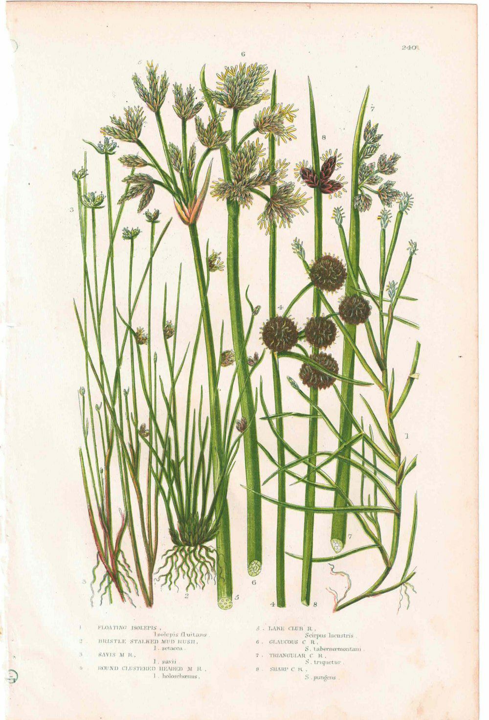 アンティークボタニカルリトグラフ 秋とシダ植物 100年以上前に描かれた色彩が美しい植物画7