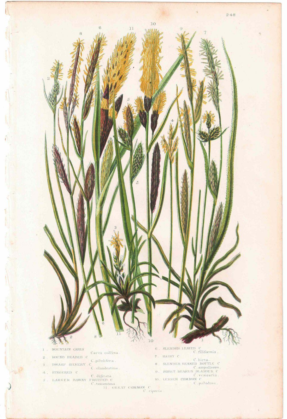 アンティークボタニカルリトグラフ 秋とシダ植物 100年以上前に描かれた色彩が美しい植物画10