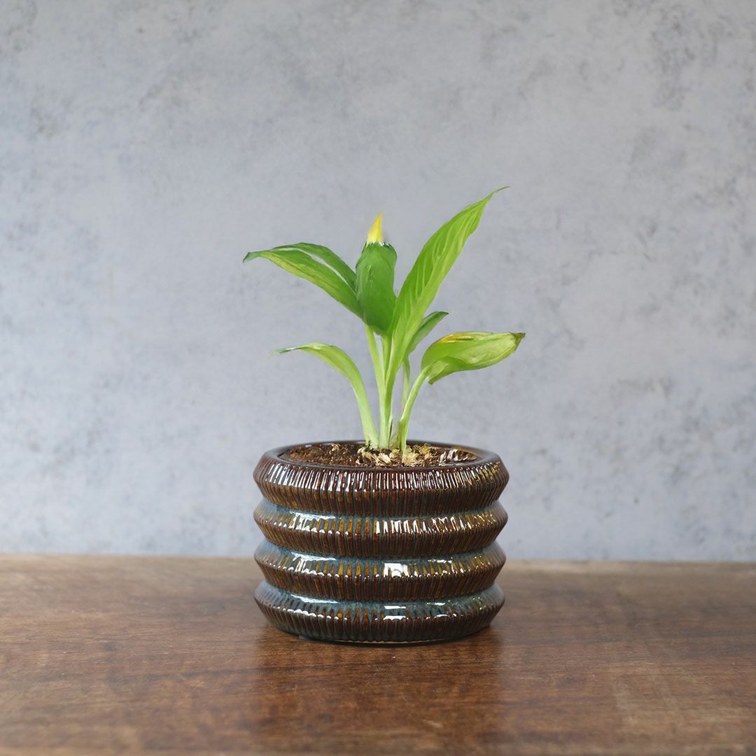 童話の鉢植えシリーズ 陶器のプランター オーロラリムポット