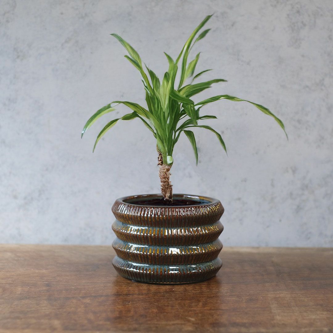 童話の鉢植えシリーズ 陶器のプランター オーロラリムポット1