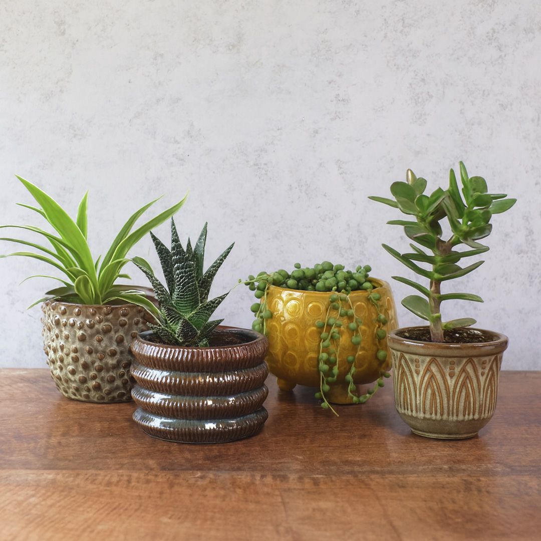 童話の鉢植えシリーズ 陶器のプランター ドットグレイズポット6