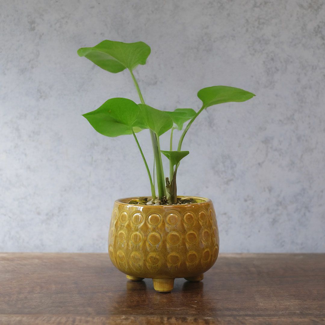 童話の鉢植えシリーズ 陶器のプランター 3つ足ポルカポット