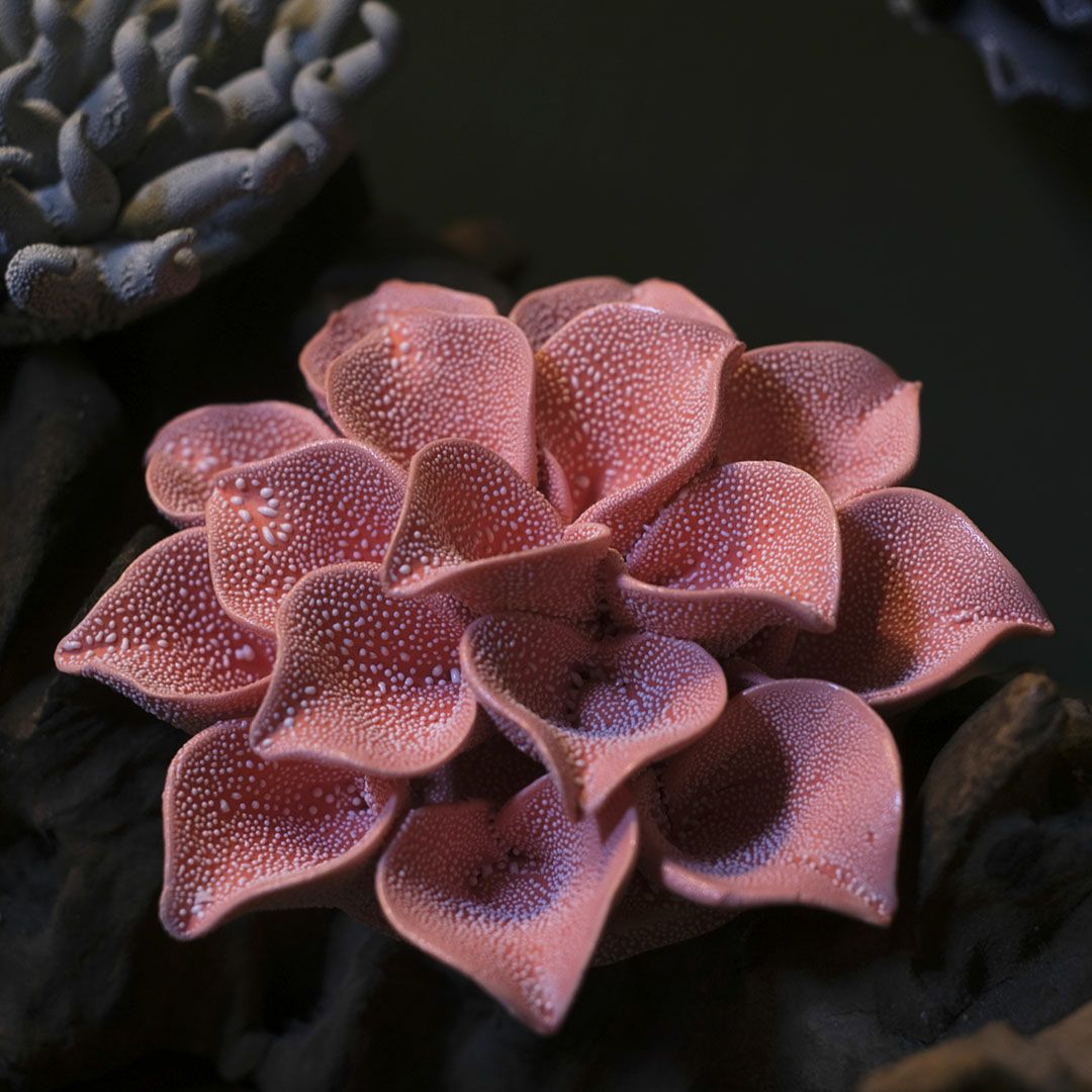 光に照らされ陰影を見せるABYSSALピンクの花のテクスチャ