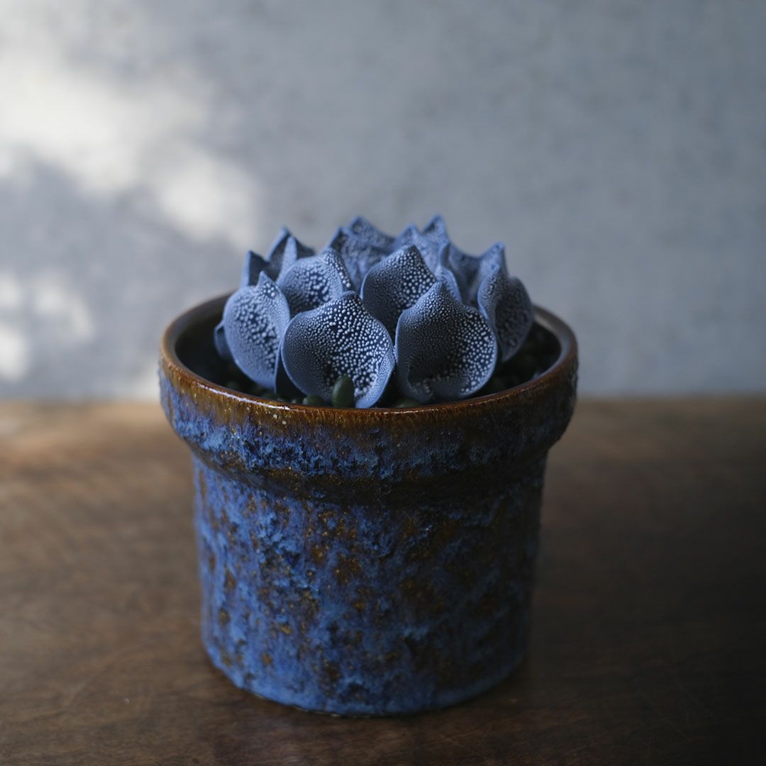 小さな陶器鉢に入れたABYSSALブルーの花を飾ったディスプレイ例